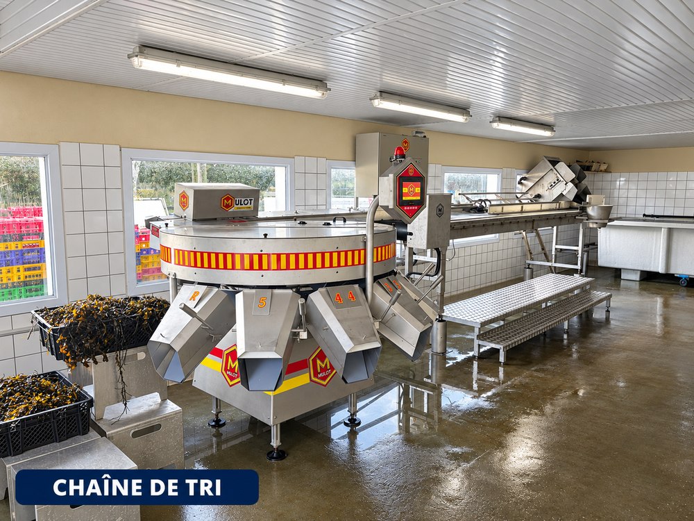 Chaîne de tri des huîtres au chantier de Crac'h